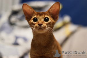 Additional photos: Abyssinian kittens, girls and boys