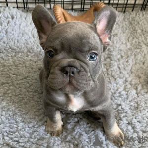 Photo №1. french bulldog - for sale in the city of Máslovice | Is free | Announcement № 83189