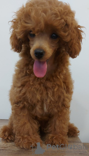 Additional photos: Toy Poodle puppies for sale