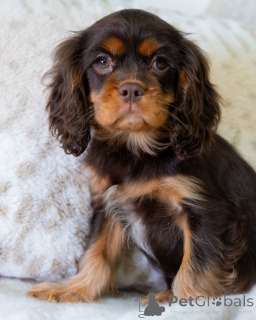 Photo №1. cavalier king charles spaniel - for sale in the city of Flims | 568$ | Announcement № 157766