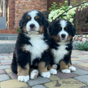 Photo №3. Bernese Mountain Dog Puppies. Germany