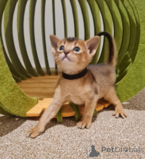 Photo №1. abyssinian cat - for sale in the city of Birlenbach | 361$ | Announcement № 178440