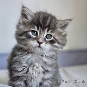 Photo №3. Sibirische Kätzchen zu verkaufen. Finland