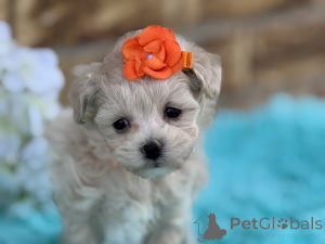 Photo №1. maltipu - for sale in the city of Bremen | 847$ | Announcement № 150187