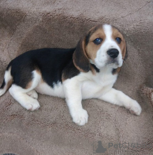 Photo №1. beagle - for sale in the city of Helsinki | negotiated | Announcement № 127541