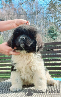 Photo №2 to announcement № 95071 for the sale of newfoundland dog - buy in Poland breeder
