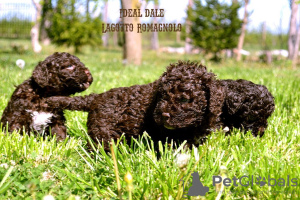 Photo №2 to announcement № 102684 for the sale of lagotto romagnolo - buy in Serbia breeder