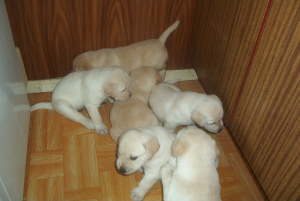Photo №1. labrador retriever - for sale in the city of Lublin | 553$ | Announcement № 408
