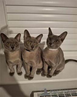 Photo №1. burmese cat - for sale in the city of Usedom | 361$ | Announcement № 154587