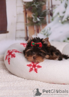 Photo №3. Yorkshire Terrier puppies. Latvia