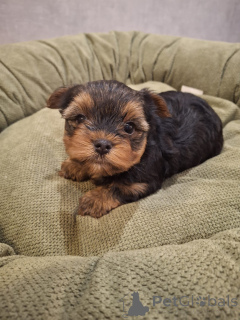 Photo №3. Purebred Shih Tzu puppies. Estonia