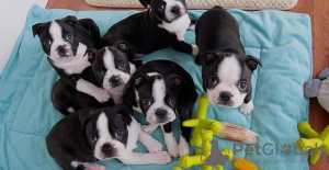 Photo №1. boston terrier - for sale in the city of Berlin | 370$ | Announcement № 116845