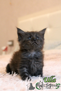 Photo №4. I will sell maine coon in the city of St. Petersburg. private announcement, from nursery, breeder - price - 469$