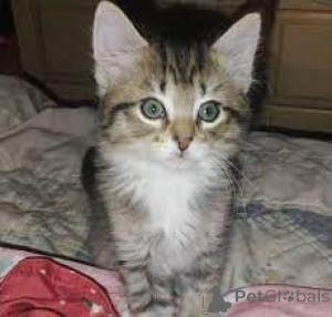 Photo №3. Ägyptische Mau-Kätzchen zu verkaufen. France