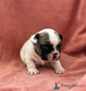 Photo №1. french bulldog - for sale in the city of Bertrand | negotiated | Announcement № 158838