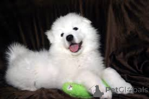 Photo №2 to announcement № 136196 for the sale of samoyed dog - buy in United Kingdom 