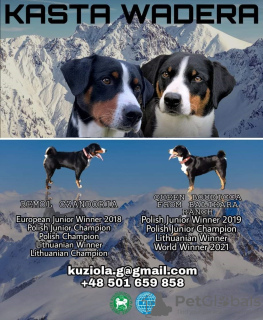 Photo №2 to announcement № 21671 for the sale of appenzeller sennenhund - buy in Poland private announcement