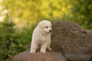 Photo №2 to announcement № 61151 for the sale of berger blanc suisse - buy in Belarus from nursery