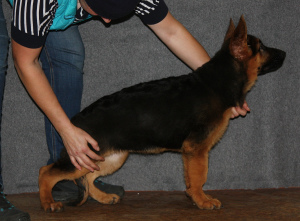 Photo №2 to announcement № 3774 for the sale of german shepherd - buy in Russian Federation 