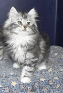 Photo №2 to announcement № 166323 for the sale of norwegian forest cat - buy in Finland private announcement, breeder