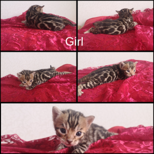 Photo №2 to announcement № 6474 for the sale of bengal cat - buy in Belarus breeder