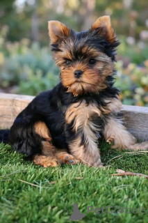 Photo №1. yorkshire terrier - for sale in the city of Charleroi | Is free | Announcement № 175686