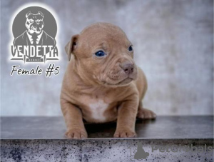 Photo №4. I will sell american pit bull terrier in the city of Osijek. breeder - price - negotiated