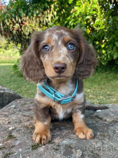 Photo №1. dachshund - for sale in the city of Alpbach | Is free | Announcement № 167171