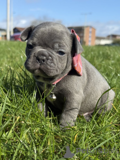 Photo №1. french bulldog - for sale in the city of Larochett | negotiated | Announcement № 166993