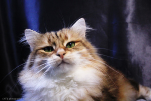 Photo №1. siberian cat - for sale in the city of Moscow | 890$ | Announcement № 4097