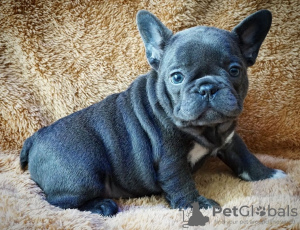 Photo №2 to announcement № 85908 for the sale of french bulldog - buy in Bosnia and Herzegovina private announcement