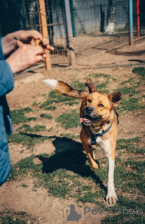 Photo №3. Friendly companion dog Tengri is looking for a home!. Russian Federation