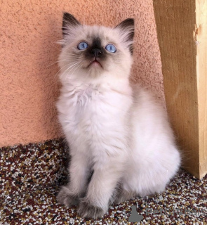 Photo №1. birman - for sale in the city of Berlin | 634$ | Announcement № 101780