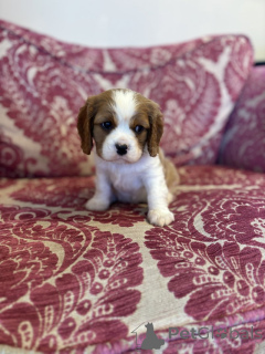 Photo №1. non-pedigree dogs - for sale in the city of Destin | 280$ | Announcement № 139946