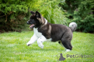 Additional photos: American Akita puppies