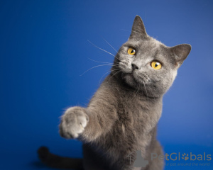 Photo №1. british shorthair - for sale in the city of Москва | Is free | Announcement № 85650
