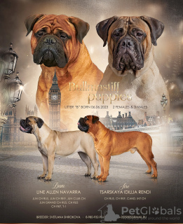 Photo №1. bullmastiff - for sale in the city of Rybinsk | 1953$ | Announcement № 52530