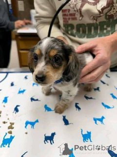 Photo №1. dachshund - for sale in the city of Aalborg | 671$ | Announcement № 173393