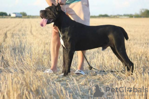 Additional photos: Cane Corso female