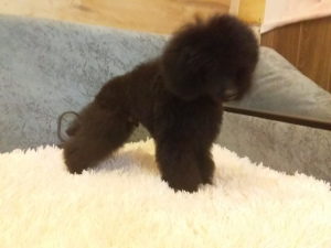 Photo №3. Chocolate Toy Poodle. Russian Federation