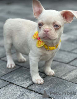 Additional photos: Pink french bulldog puppies