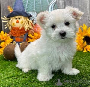 Photo №2 to announcement № 135597 for the sale of maltese dog - buy in Germany breeder