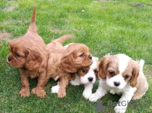 Photo №1. cavalier king charles spaniel - for sale in the city of Nõmmeveski | negotiated | Announcement № 64988