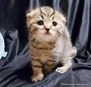 Photo №2 to announcement № 1877 for the sale of scottish straight, scottish fold - buy in Belarus private announcement