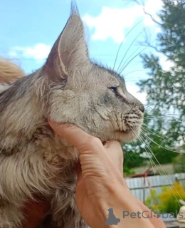 Photo №4. I will sell maine coon in the city of Roslavl. from nursery - price - 753$