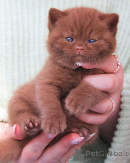 Photo №1. british shorthair - for sale in the city of Dalby | negotiated | Announcement № 156780