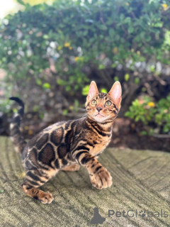 Photo №1. bengal cat - for sale in the city of Achenkircch | 706$ | Announcement № 153391