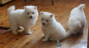 Photo №3. Japanese Spitz puppies. Sweden