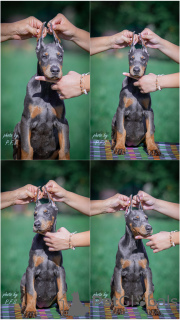 Photo №1. dobermann - for sale in the city of Loznica | negotiated | Announcement № 113674