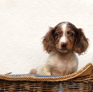 Photo №2 to announcement № 134783 for the sale of otterhound - buy in Serbia 